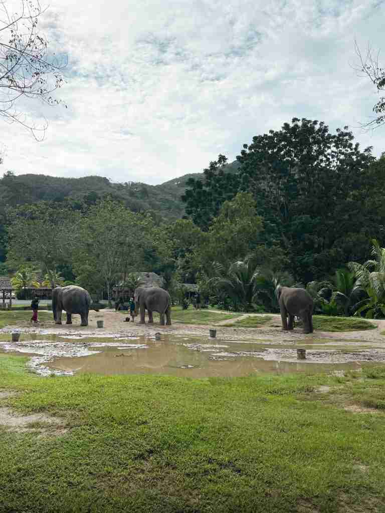 Three rescued elephants with their caretakers relaxing in a flooded lawn with lush green mountains and palm trees in the background. The image serves as a reminder to never ride elephants, one of the absolute don'ts when in Thailand