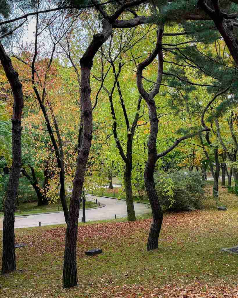 The forest area of the palace, filled with trees in all shades of autumn colors, leaves covering the green grass on the ground.