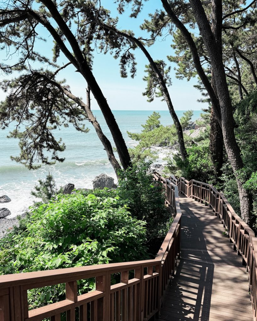 Wooden boardwalk winding through tall pine trees above the rocky shoreline at Dongbaekseom, a nice alternative to Igidae. Sunlight filters through the forest canopy with views of the sea visible beyond the trees.