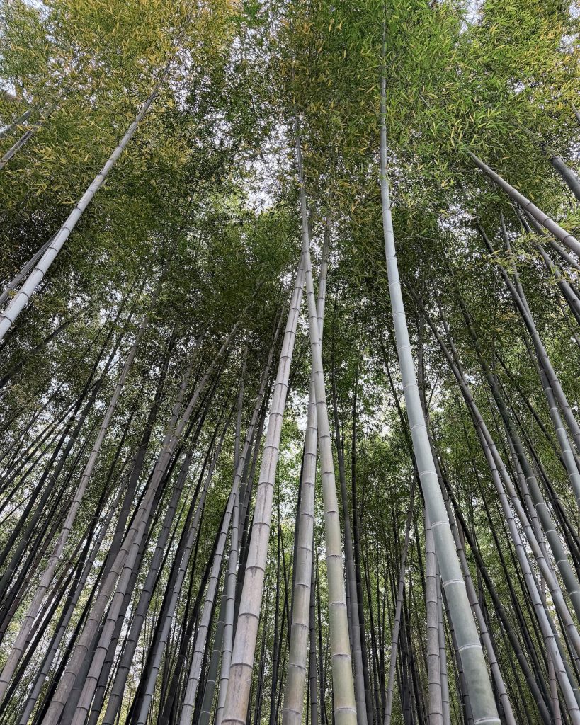 Tall bamboo stalks rising overhead in Ahopsan Forest, a stop included on a day tour of Busan, with dense green foliage forming a canopy above. The photo looks upward from the forest floor to emphasize the height of the bamboo grove.