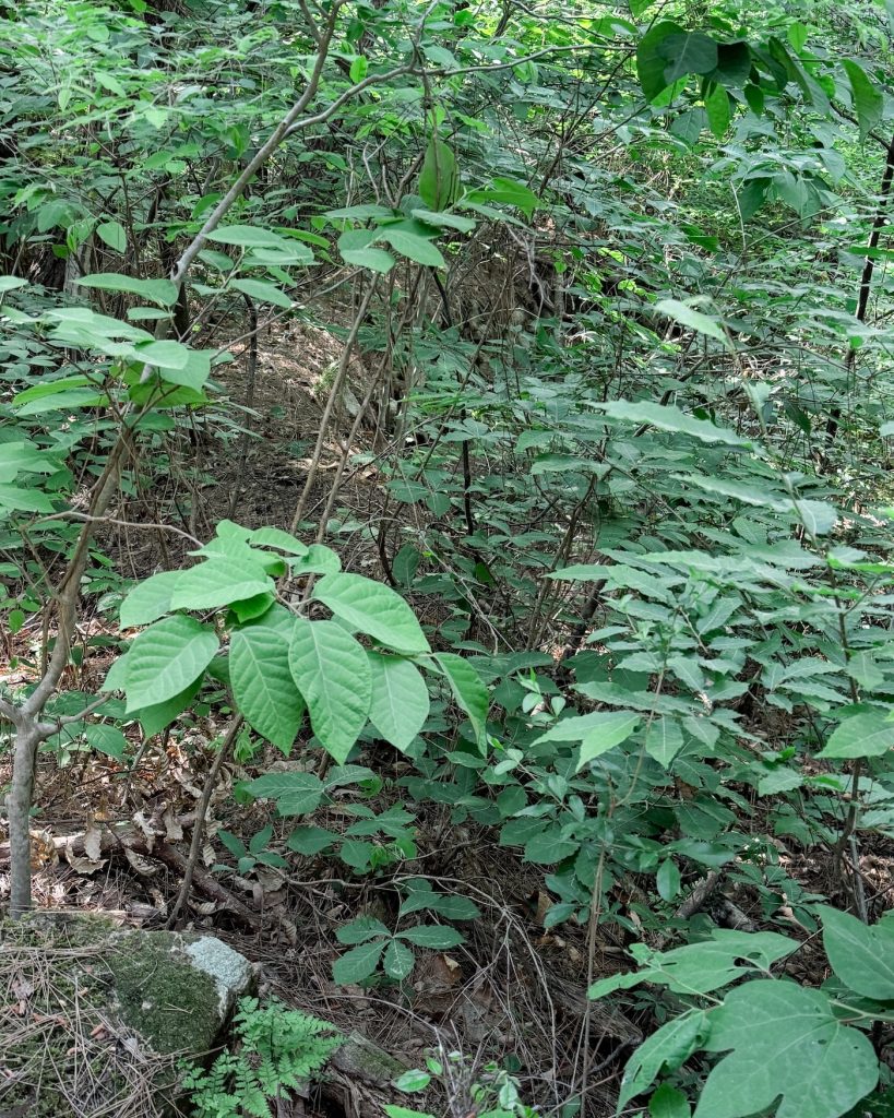 Faint stone remains of an ancient temple platform hidden among the forest undergrowth on Mount Namsan in Gyeongju.