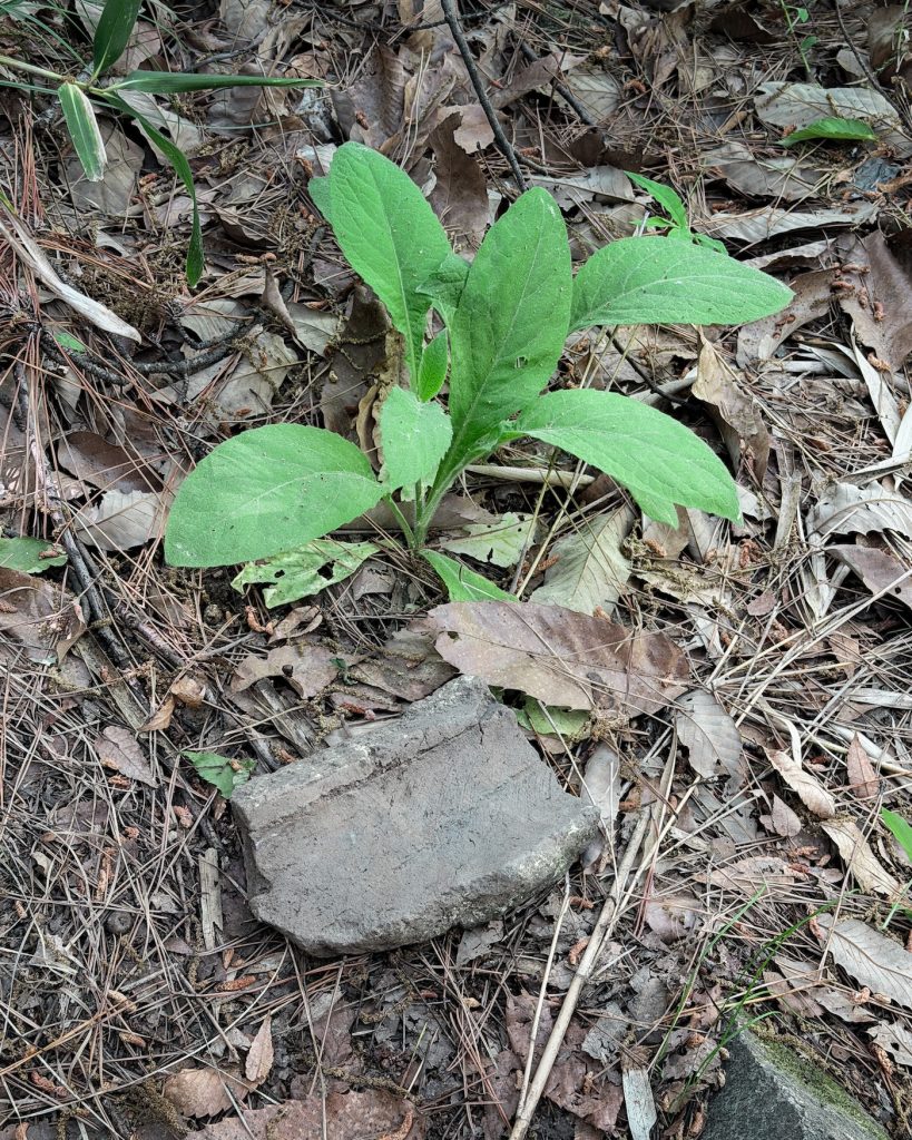 Fragment of an ancient roof tile lying on the forest floor beside new plant growth, one of the archaeological remains found while Hiking Mount Namsan.