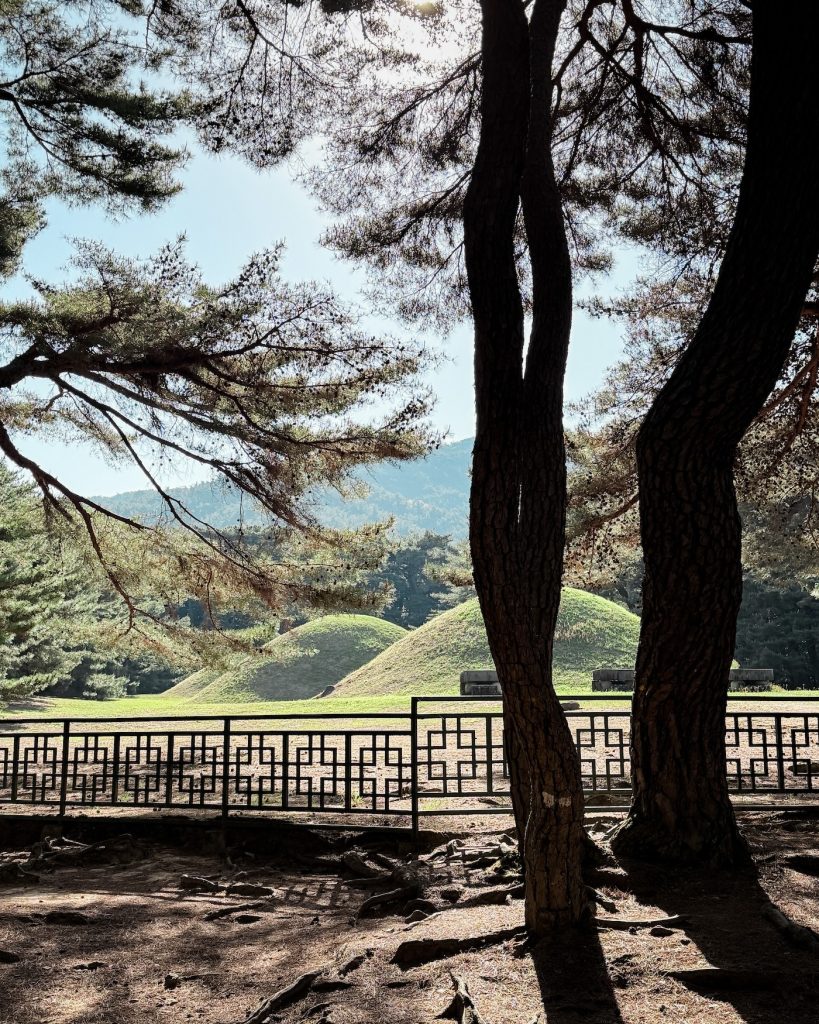 Three grassy Silla burial mounds viewed through tall pine trees in Gyeongju.