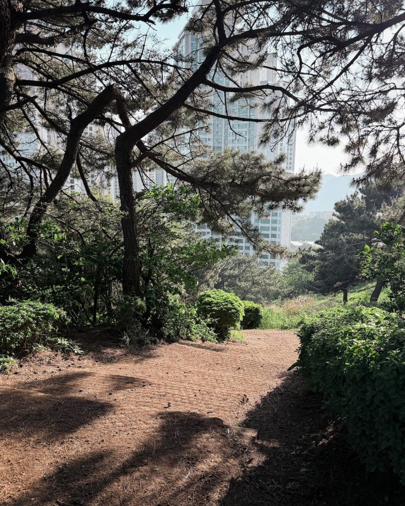Pine trees cast long shadows across a quiet dirt path bordered by shrubs and landscaped greenery. High rise buildings are visible through the trees in the background as the trail opens up to Oryukdo Sunrise Park.