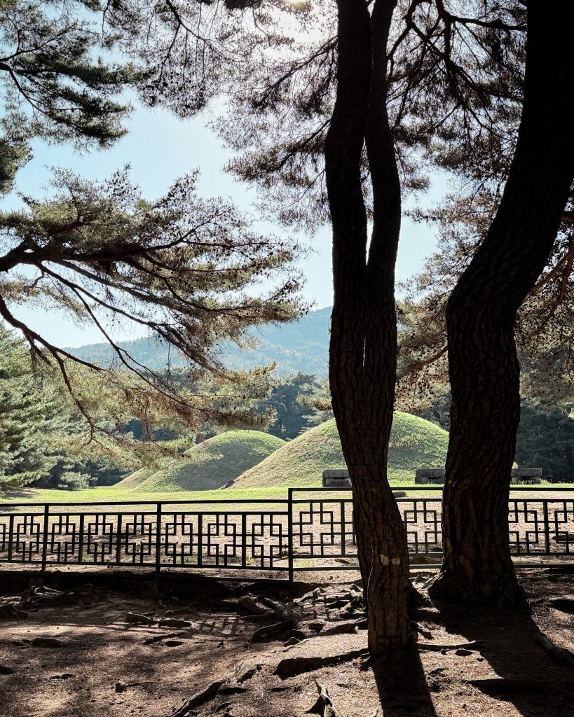 Three grassy burial mounds in Gyeongju sit beyond a grove of tall Korean red pine trees, with sunlight filtering through the branches and mountains visible in the distance. This peaceful stop is part of 2 days in Gyeongju after a morning hike on Mount Namsan, showcasing one of the city's historic royal tomb sites.